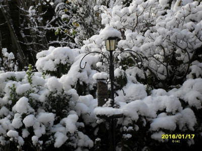 Schneehäubchen.jpg