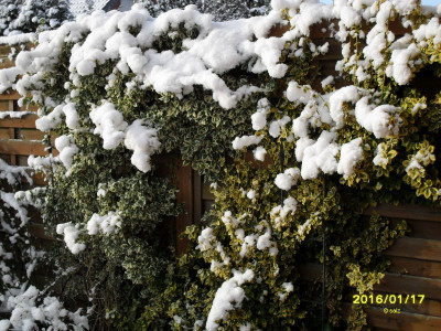 Schneeweißgrüngelb.jpg