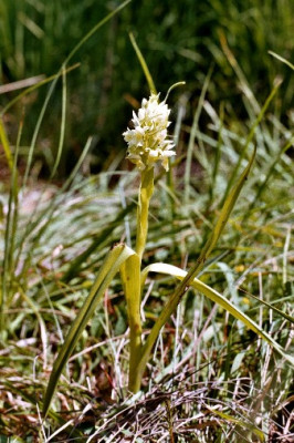 wilde_orchidee__gelblichweiss_kleiner.JPG