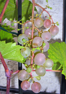 wein_04.jpg