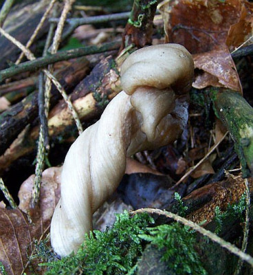 skurriler_pilz.jpg