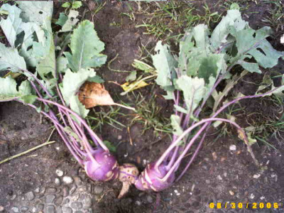 2006_0830Bild0001.JPG