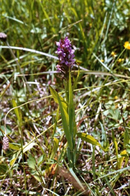 wilde_orchidee_purpur_kleiner.JPG