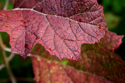 Hydrangea-quercifolia.jpg