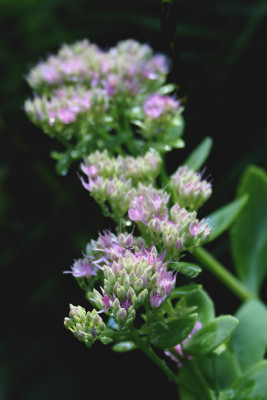Sedum-rosa.jpg
