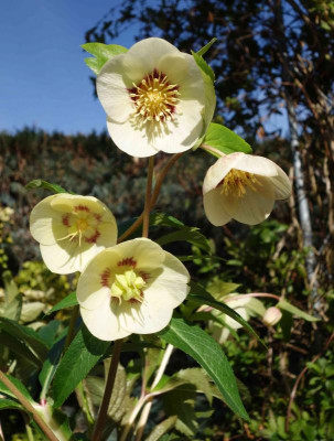 Helleborus-SuperYellow.15-4.jpg