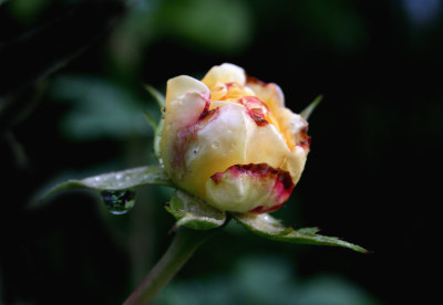 Rosenknospe-im-Regen.jpg