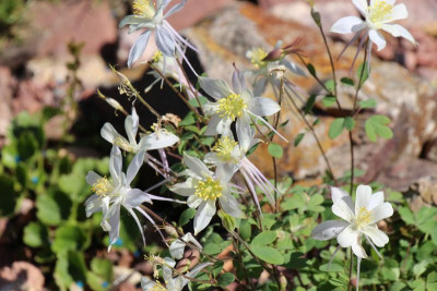 Aquilegia coerulea ssp. ochroleuca.JPG