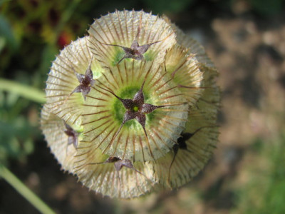Witwenblume.jpg