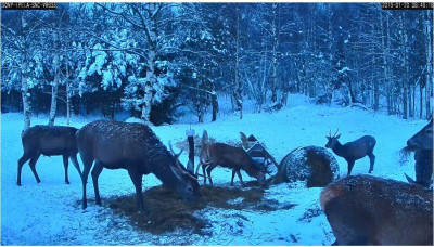 Wildkamera 20.1.2016.jpg