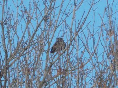 Januar Vögel 2016 006.JPG