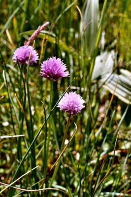 wilder_allium_kleiner.JPG