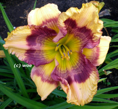 Exotic Pattern.jpg