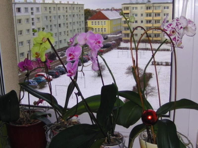 küchenfenster 003.JPG