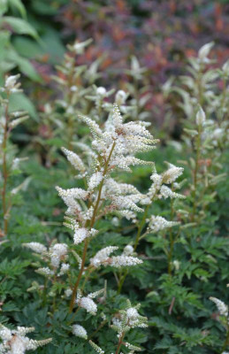 Aruncus_aethusifolius.15-1.jpg