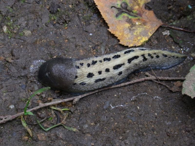 RIMG0769.JPG
