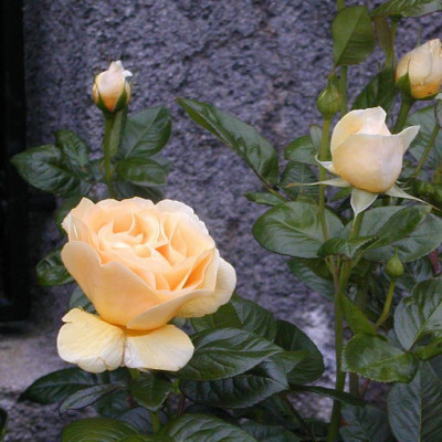 Kopie_von_P6080725.jpg