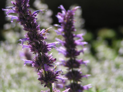 agastache_serpentine.jpg