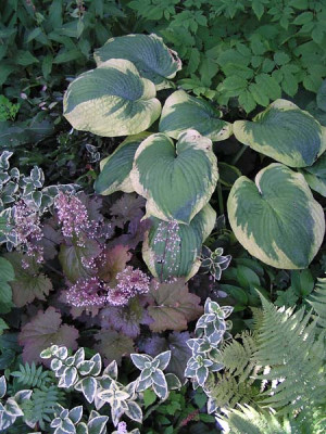 hosta_frances_wiliams_unter_der_birke.jpg