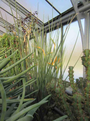 strelitzia juncea.jpg