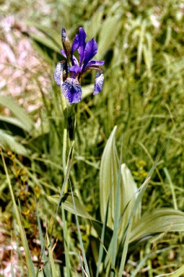 iris_sibirica_kleiner.JPG