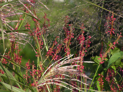 firetail_malepartus_transparent.jpg