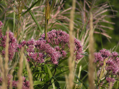 malepartus_riesenschirm_calamagrostis.jpg