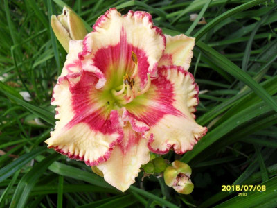 Boitzer Red Diamond Girl.jpg
