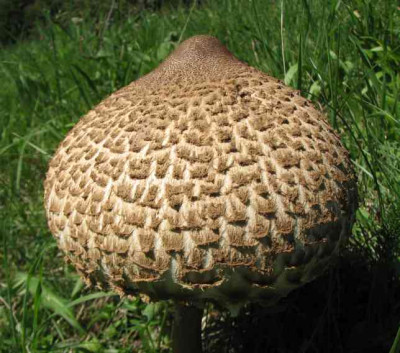 PILZ_FR_0109_II.jpg