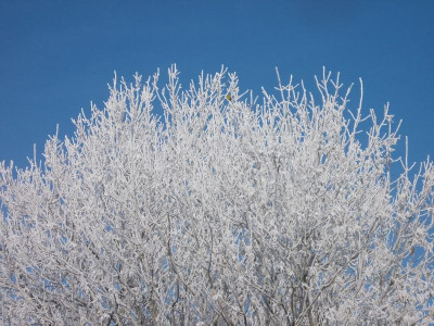 Januar Vögel 8 003.JPG