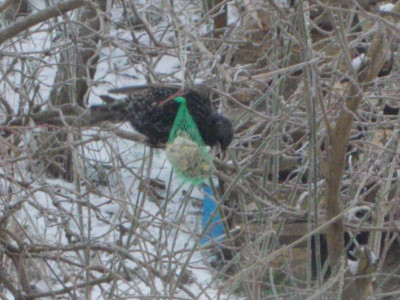 Januar Vögel 5 005.JPG
