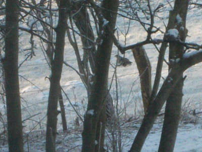 Januar Vögel 9 006.JPG