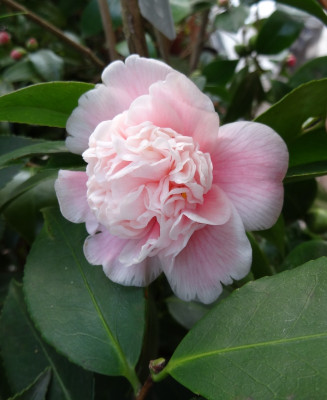 Anemoniflora Carnea.jpg