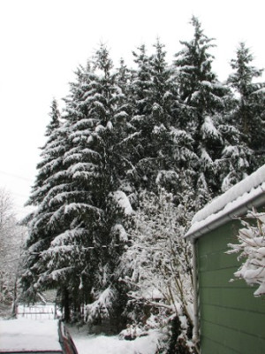 Winter4.03.06-_004-.jpg