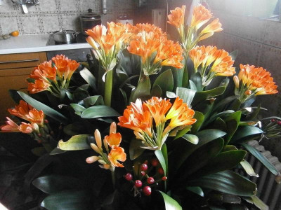 clivia 16 001.JPG
