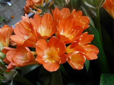 clivia 16 010.JPG