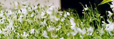 stellaria_holostea_kleiner.JPG