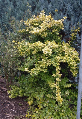 Euonymus_fortunei-EmeraldGold.16-1.jpg