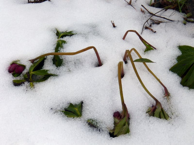 2016-01-24 Helleborus 'Roter Januar'.jpg