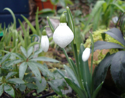 DiggoryIMGP3925.jpg