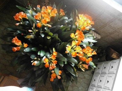 clivie von oben 008.JPG