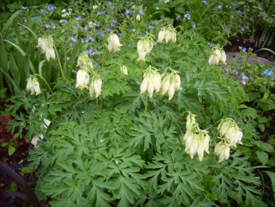 Dicentra Aurora LPIC2941.JPG