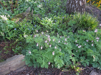 Dicentra Birke (Kopie).jpg
