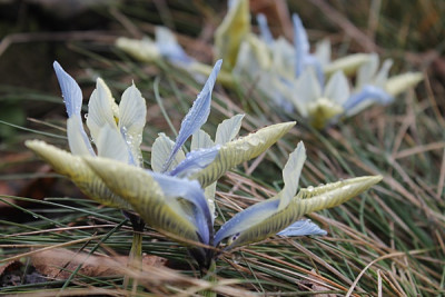 iris r. K.H..JPG