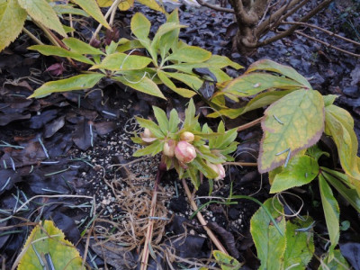 DSCN8964_1126.JPG