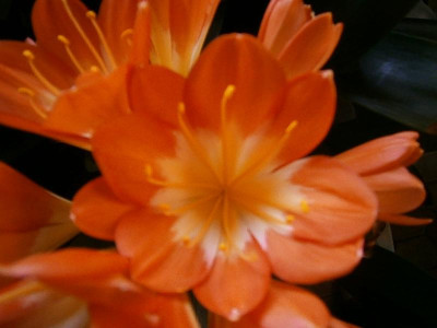 clivia blüte mit 13 petalen 007.JPG