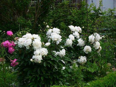 paeonia_festiva_maxima.jpg