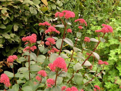 Sedum-Red-Rum.jpg