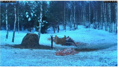 Rotwildkamera 3- 25.1.2016.jpg