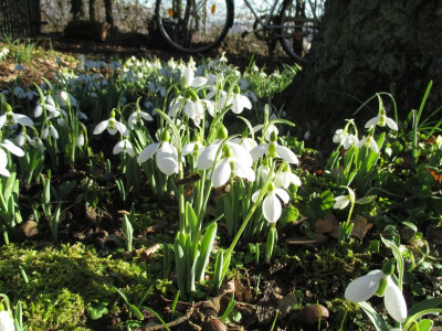 Galanthus 20160125.jpg